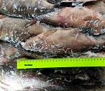 Под  Астраханью почти 150 кг мороженой рыбы нашлись в степи