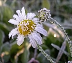 В Астраханской области ожидаются заморозки