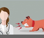 В астраханском селе Солянка выявлен очаг бешенства