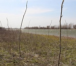 В Астраханской области для берегоукрепления высаживают иву