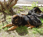 Экстраординарный режим по собакам в Астрахани заканчивается. Что дальше?