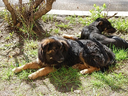 Экстраординарный режим по собакам в Астрахани заканчивается. Что дальше?