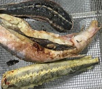 Вынесен приговор шестерым астраханцам, организовавшим незаконный осетровый бизнес