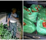 Под Астраханью мужчина прополз по сливной трубе, чтобы украсть почти 200 кг помидоров