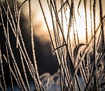 В Астрахани ожидается изморозь и похолодание до -10 градусов