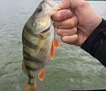 Астраханская область в 2015г на 12% увеличила вылов рыбы