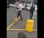 Стало известно, кто и зачем отловил бездомных собак в центре Астрахани