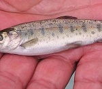 Астраханское предприятие погубило 700 совсем юных сомят и судачат