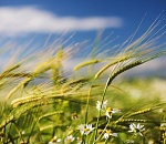 В воскресенье в Астрахани сохранится теплая и очень ветреная погода