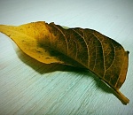 Какую погоду готовит астраханцам ноябрь-2020