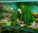 Астраханцев приглашают посмотреть на лягушек и жаб