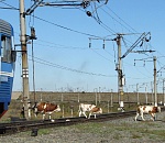 Астраханский безнадзорный скот заставил локомотивы тормозить сотню раз