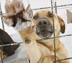 Раз собака,два собака... Как считали бездомных животных