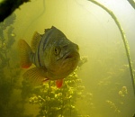 Записки астраханского натуралиста. Интервью с ихтиологом – о заповеднике, браконьерах и нападениях сомов