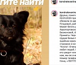 Астраханцы просят помощи в поиске милого домашнего питомца