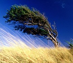 Штормовое предупреждение: астраханцам сегодня обещают сильный ветер