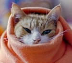 Астраханцам в последние дни сентября обещают минусовую температуру