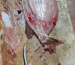 Астраханец поймал рыбу со странным содержимым внутри