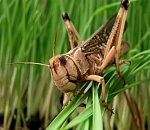 В Лиманском районе введен режим повышенной готовности
