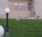 В парке астраханского театр оперы и балета гостит лиса