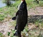 В Астраханской области поймали необычного сазана