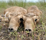 В России осталось 3 тыс сайгаков, браконьеры не дают популяции восстановиться