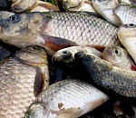 Пограничники изъяли у астраханского предпринимателя полторы тонны рыбы