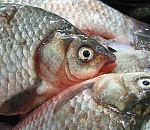 На астраханском рыбодобывающем предприятии обнаружили массу нарушений