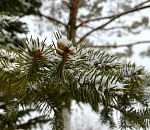 Завтра в Астраханской области ожидается небольшой снег и крепкий минус 