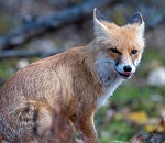 Записки астраханского натуралиста. Знакомство с лисенком