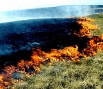 По Астрахани может прокатиться волна степных пожаров
