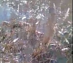 В сети распространяются кадры массового замора рыбы в Астраханской области