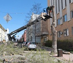 В центре Астрахани спиливают деревья