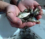 Астраханцы выпустили 500 килограмм рыбной молоди в городские каналы