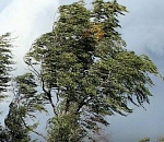 Штормовое предупреждение: сегодня в Астраханской области ожидаются гроза и шквалистый ветер