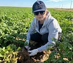 Эксперты подтвердили качество астраханского семенного картофеля
