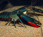 Работник астраханского предприятия украл 106 голубых раков