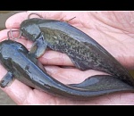 Астраханских рыбаков оштрафовали за слишком маленьких сомов