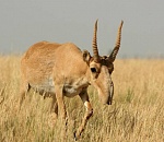 Прикаспийскую антилопу хотят занести в Красную книгу Астраханской области