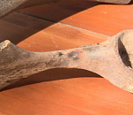 Под Астраханью на берегу реки найдены кости мамонта