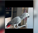 В Астрахани владельцы пропавшего попугая обещают вознаграждение в 100 тыс. рублей 