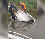 В Астрахани у старой лодочной станции обнаружили неопознанное тело