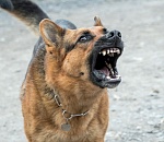 В Астрахани две собаки накинулись на парня