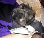 В астраханском интернет-сообществе разгорелся спор вокруг спасенного существа