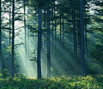 Могли съесть животные. Астраханские следователи установили личность мужчины, чьи останки нашел грибник