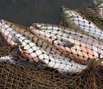 Полумиллионные штрафы получили трое астраханцев-браконьеров