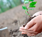 Астраханцы смогут сами решить, какие парки и скверы нужно привести в порядок