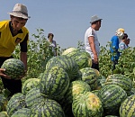 Патент для гастарбайтера становится дороже