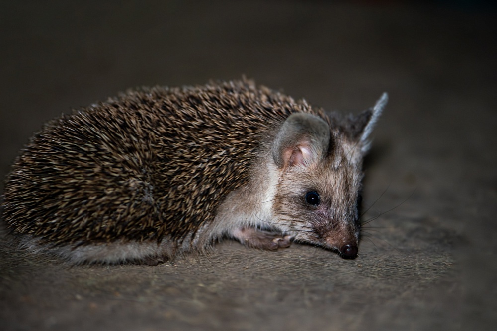 Записки астраханского натуралиста. Где ежики зимуют