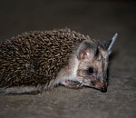 Записки астраханского натуралиста. Где ежики зимуют